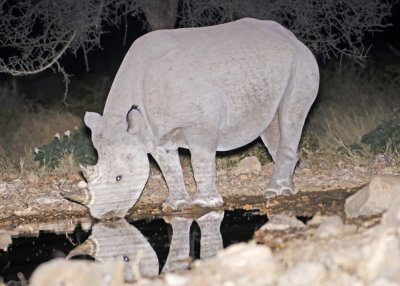 Rhino-Ongava