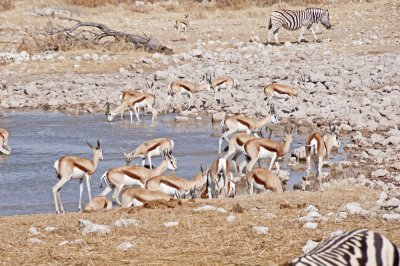 Sringbok-Etosha