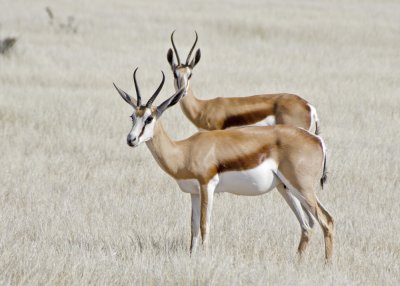 Springbok-Kulala