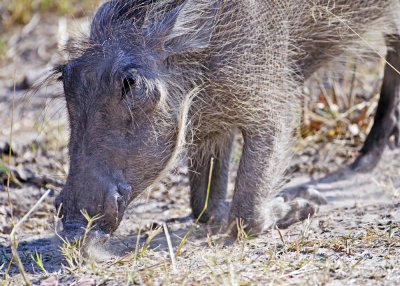 Warthog-Kings Pool