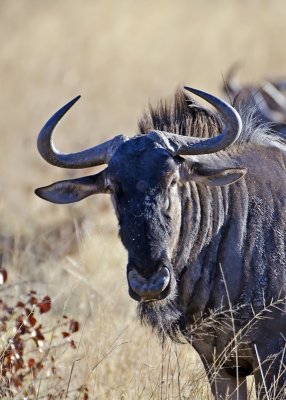 Wildebeest-Vumbura