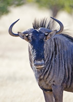 Wildebeest-Ongava