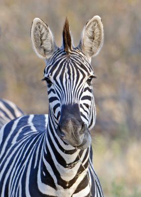 Zebra-Vumbura