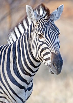 Zebra-Mombo