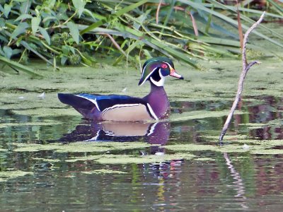 Wood Duck-Sausal Pond
