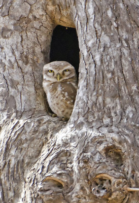 DSC_2688_Spotted Owlet-Bandhavgarh.jpg
