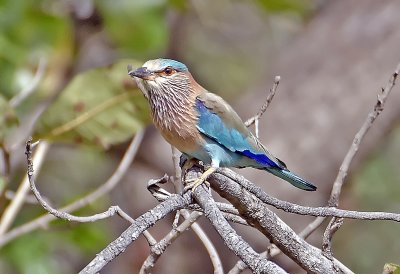 DSC_2733-Bandhavgarh.jpg