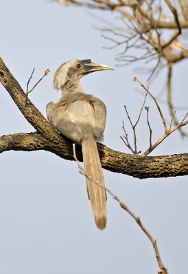 Indian Grey Hornbill-Bandhavgarh