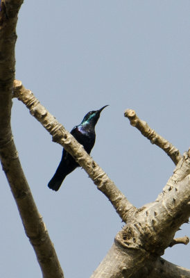 Purple Sunbird-Bandhavgarh