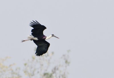 White-necked Stork-Bandhavgarh