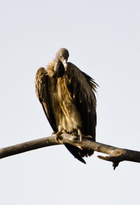 DSC_3389_Long-billed Vulture-Bandhavgarh.jpg