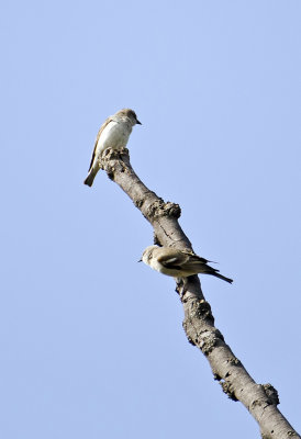 Rusty-tailed Flycatcher-Bandhavgarh