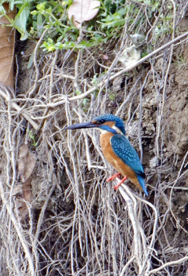 DSC_3589_Connon Kingfisher-Bandhavgarh.jpg