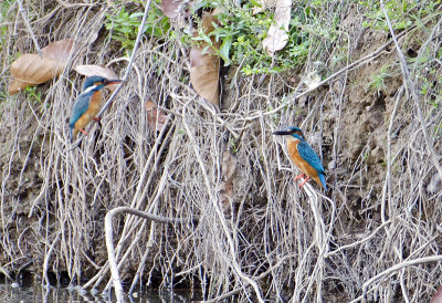 DSC_3594_Common Kingfisher-Bandhavgarh.jpg