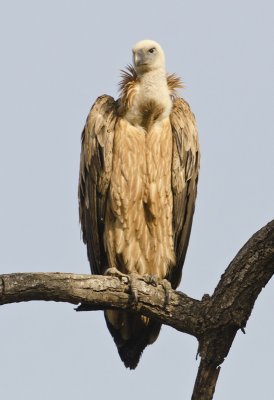 DSC_4068_Long-billed Vulture-Bandhavgarh.jpg