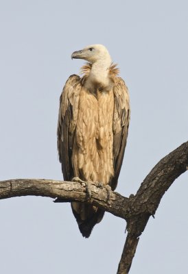 DSC_4070_Long-billed Vulture-Bandhavgarh.jpg
