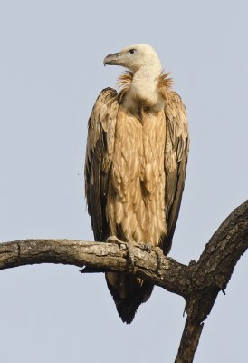 DSC_4074_Long-billed Vulture-Bandhavgarh.jpg