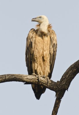 DSC_4076_Long-billed Vulture-Bandhavgarh.jpg