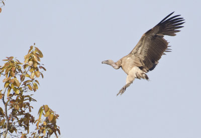 DSC_4088_Long-billed Vulture-Bandhavgarh - Copy - Copy.jpg