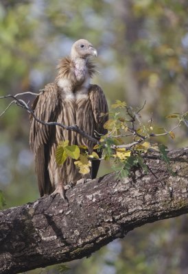 DSC_4109_Long-billed Vulture-Bandhavgarh.jpg