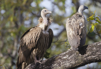 DSC_4126_Long-billed Vulture-Bandhavgarh - Copy - Copy.jpg