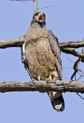Crested Serpent Eagle-Bandhavgarh