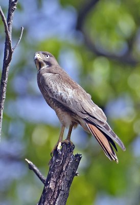 White-eyed Buzzard-Bandhavgarh