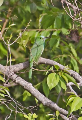 Blue-bearded Bee-eater-Bandhavgarh_Tala