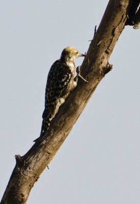 DSC_5623_Brown-capped Woodpecker-Bandhavgarh_Gate2.jpg