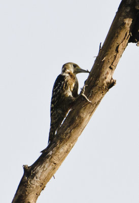 DSC_5627_Brown-capped Woodpecker-Bandhavgarh_Gate2.jpg