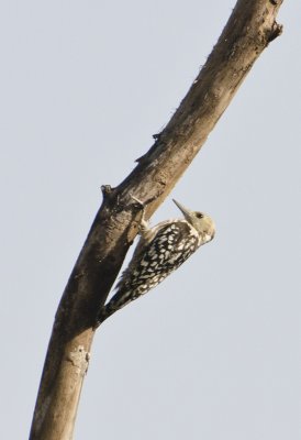 DSC_5630_Brown-capped Woodpecker-Bandhavgarh_Gate2.jpg