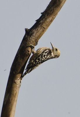 DSC_5631_Brown-capped Woodpecker-Bandhavgarh_Gate2.jpg