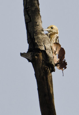 DSC_5643_Brown-capped Woodpecker-Bandhavgarh_Gate2.jpg