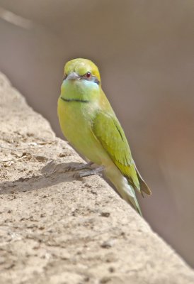 Green Bee-eater-Bandhavgarh_Gate2