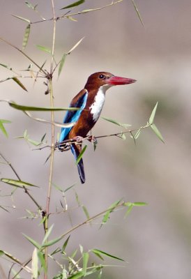 DSC_5687_White Breasted Kingfisher-Bandhavgarh_Gate2.jpg