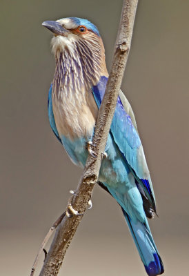 Indian Roller-Bandhavgarh_Gate2.jpg