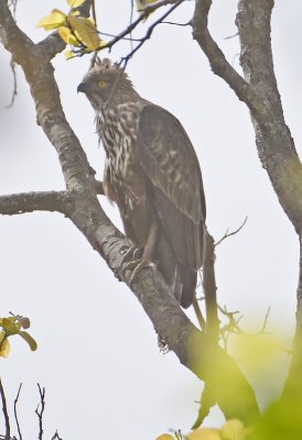 Changeable Hawk EagleDark Morph-Bandhavgarh