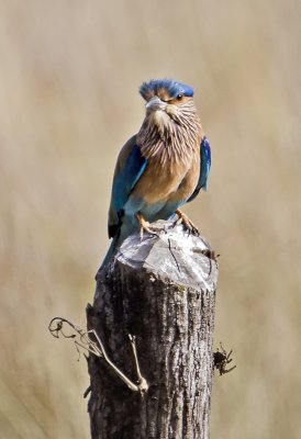 Indian Roller-Bandhavgarh_Gate2.jpg