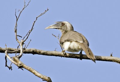 Indian Grey Hornbill-Bandhavgarh_Gate3