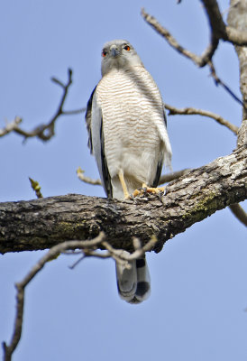 Shikra-Bandhavgarh