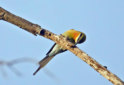 Blue-tailed Bee-eater-Bandhavgarh_Gate2