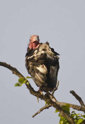 DSC_7347_Red-headed Vulture-Bandhavgarh_Gate2.jpg