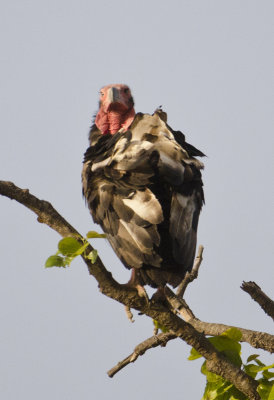 DSC_7349_Red-headed Vulture-Bandhavgarh_Gate2.jpg