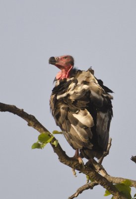 DSC_7350_Red-headed Vulture-Bandhavgarh_Gate2.jpg