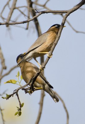Brahminy Starling-Bandhavgarh_Gate2