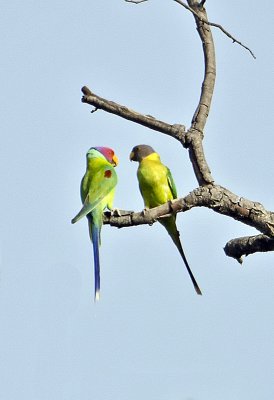 DSC_7541_Plum-headed Parakeet-Bandhavgarh_Gate2.jpg