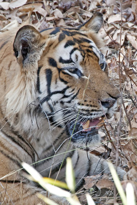 Bengal Tigers