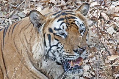 DSC_1438-Bandhavgarh.jpg