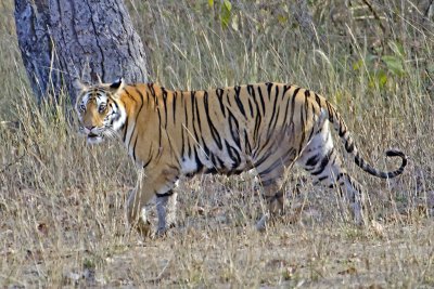 DSC_4760-Bandhavgarh.jpg