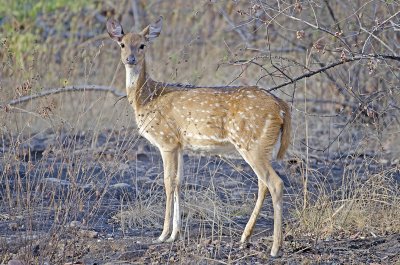 spotted_deer